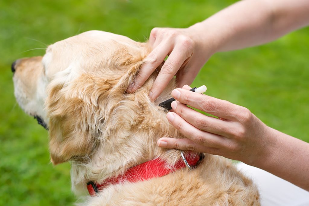 Ehrlichiosis in Dogs: A Deadly Tick-Borne Disease Every Pet Parent Should Know About