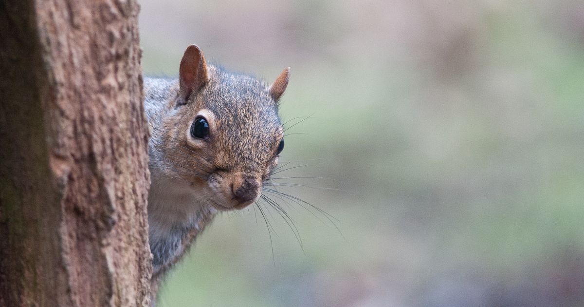 Furniture That Deters Squirrels: Effective Solutions for Your Home and Garden 1