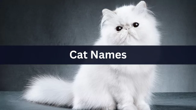 Cat Names