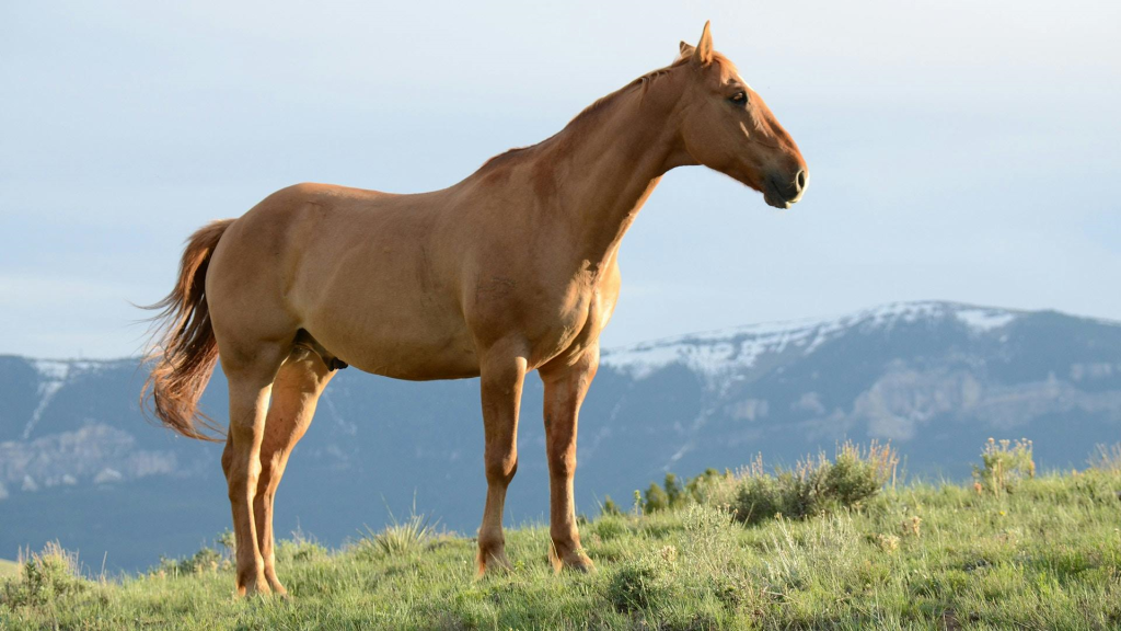 What Are the Names of the Top Equine Therapy Programs in the United States?